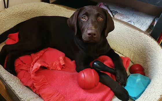 Chocolate and a Chocolate Labrador: Canadian Guide Dogs for the Blind