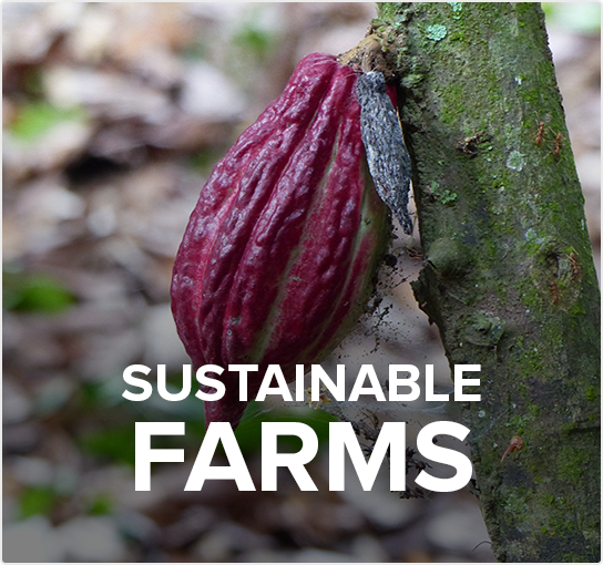 sustainable farms